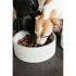 Kentucky - Dog Bowl Granite - 92103