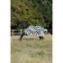 Bucas - Buzz-Off Zebra & Neck Rug - 524