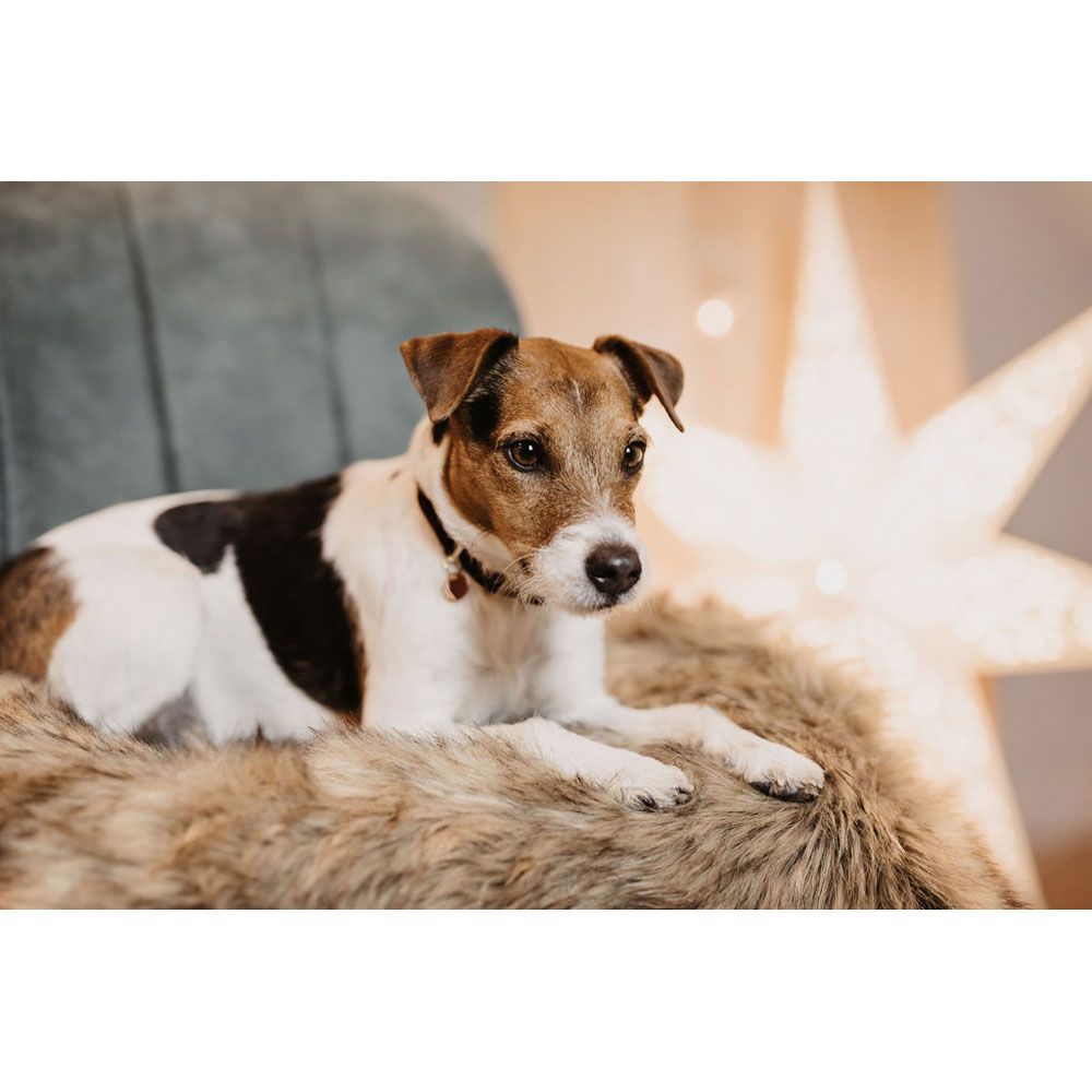 Kentucky - Dog Bed Fuzzy Blanket to Go - 52417