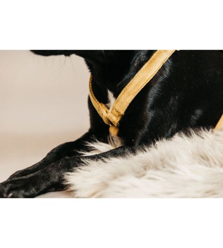 Kentucky - Dog Harness Loop Velvet - 42639